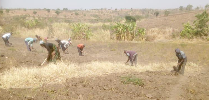 Several persons working on a field to prepare the field for sowing.