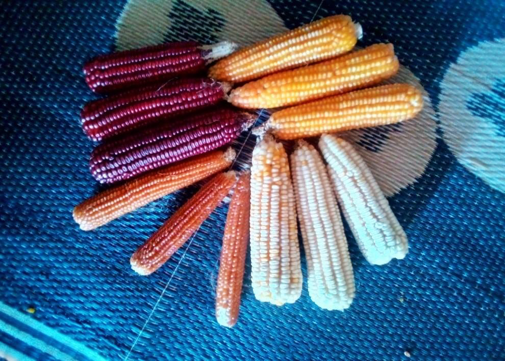 Corncobs with colours ranging from purple-red to white arranged in a circle-like fashion on a blue blanket.