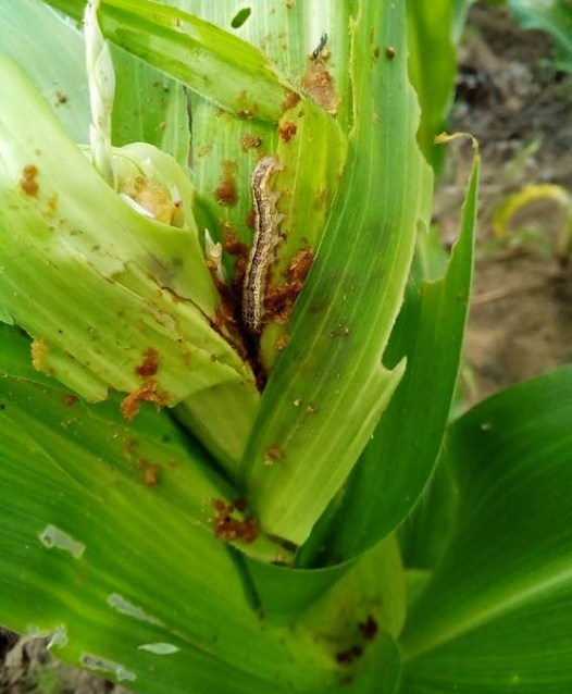 a corn plant with visible feeding damage from pests and a caterpillar in the center of the plant.