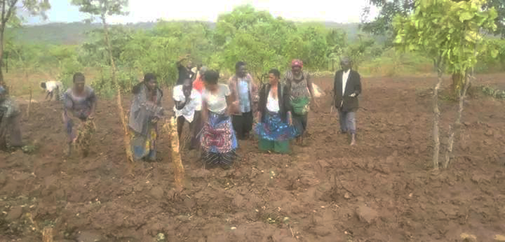 A group o fpeople sowing legumes on a field.
