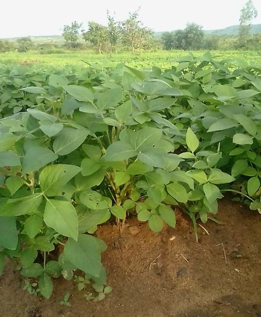 A field with densely growing soy plants.